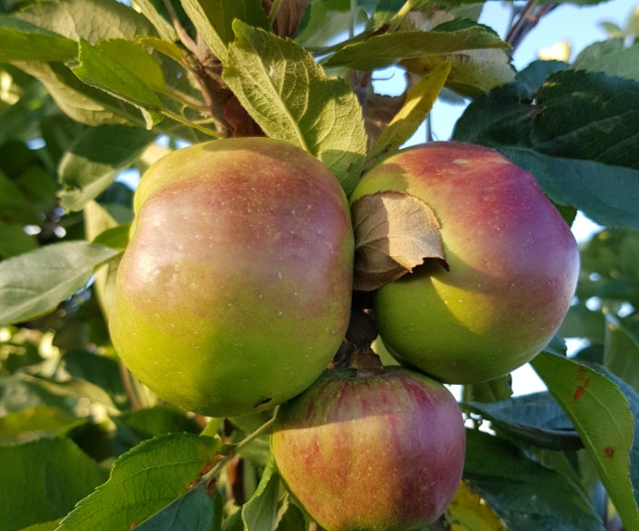3 Fresh Yarlington Mill cider apples growing on a tree with leaves around them.